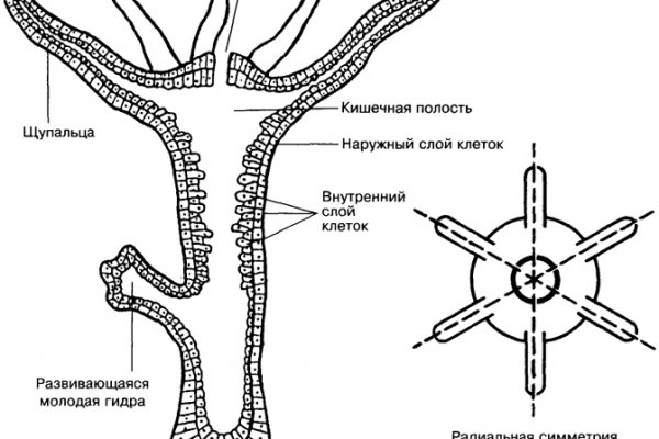 Кракен адрес даркнет