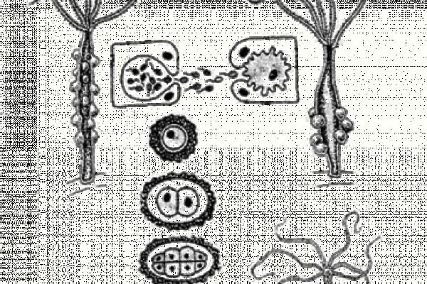 Kraken 25at