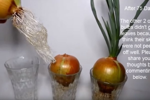 Ссылка в даркнет