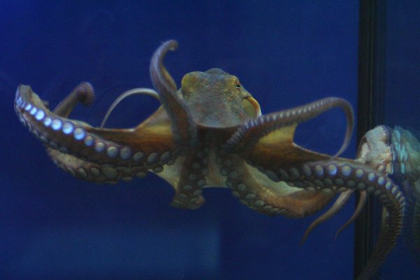 Kraken 12g